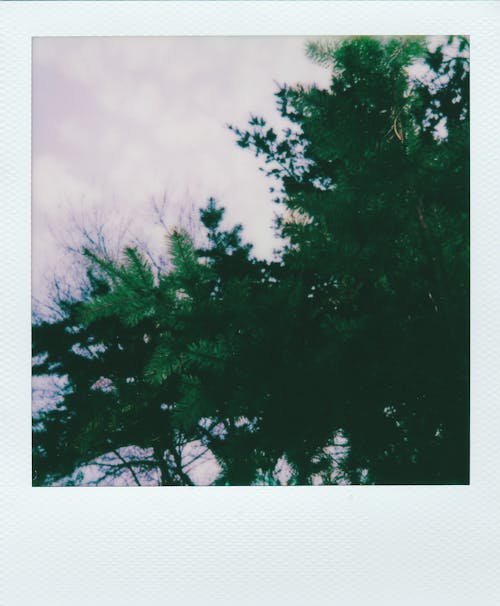 Green Trees Under White Clouds 