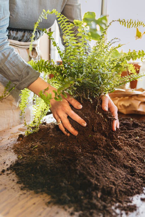 Gratis stockfoto met bodem, Groene plant, planten