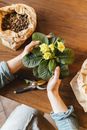 Hands of a Person Holding a Flowering Plant