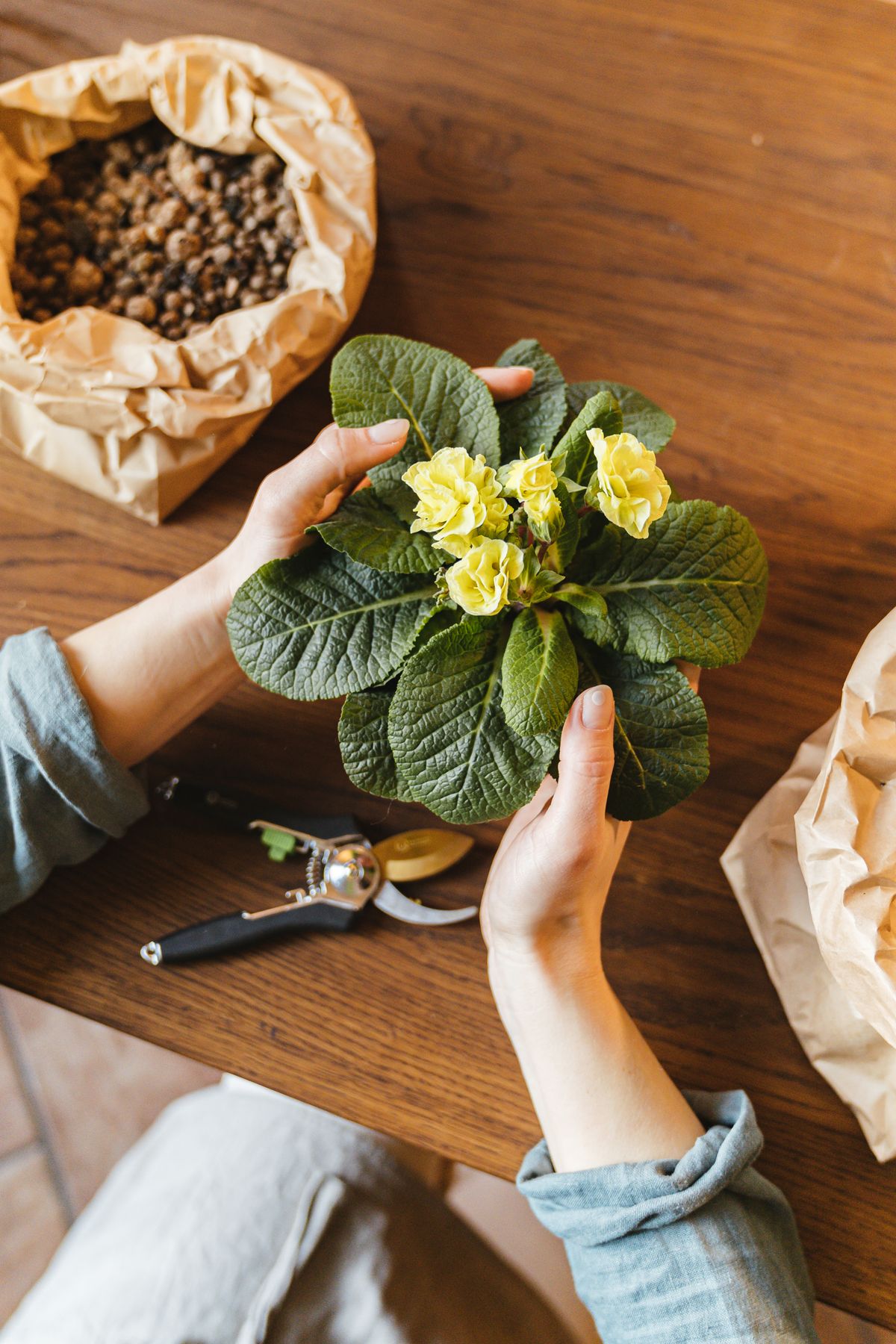 Hands holding a flowering plant while choosing it