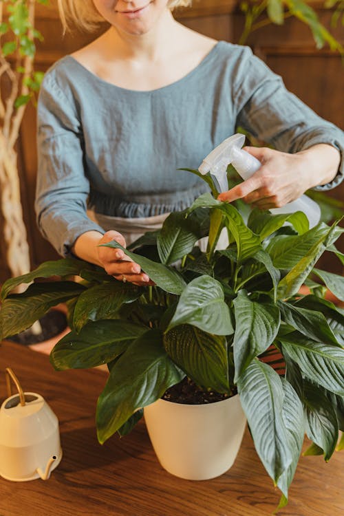 Free Woman Spraying Water on the Potted Plant Leaves Stock Photo