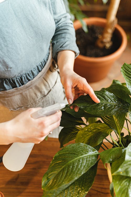 Free Woman Spraying Water on Green Leaves Stock Photo