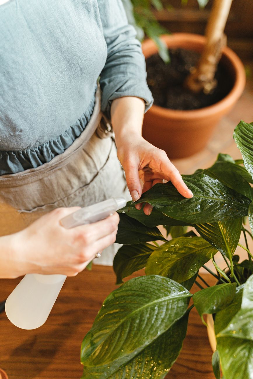 gardener cleaning plant leaves spray bottle