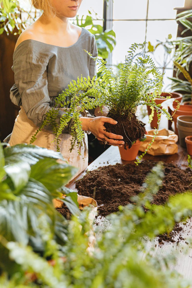 A Woman Transferring A Fern Plant