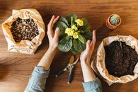 Hands of a Person Planting o Flowering Plant