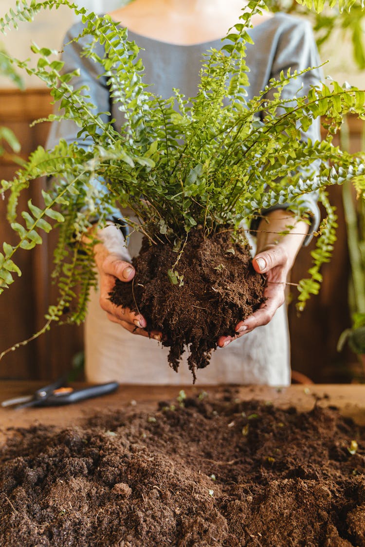 Hands Holding Soil With Plant