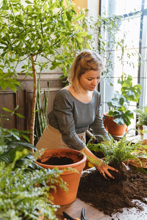 Free A woman tending to potted plants indoors, surrounded by lush greenery. Stock Photo