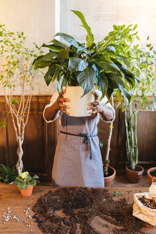 Free A Person Holding a Potted Plant Stock Photo