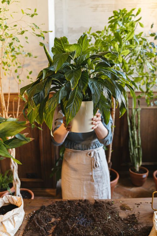 Free An individual holds a large potted plant indoors, surrounded by various greenery and gardening tools. Stock Photo