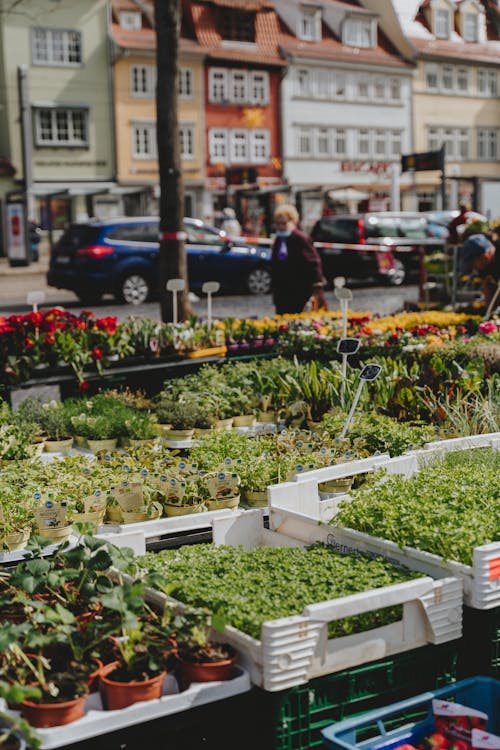 Bahçe, Çiftçi marketi, dikey atış içeren Ücretsiz stok fotoğraf