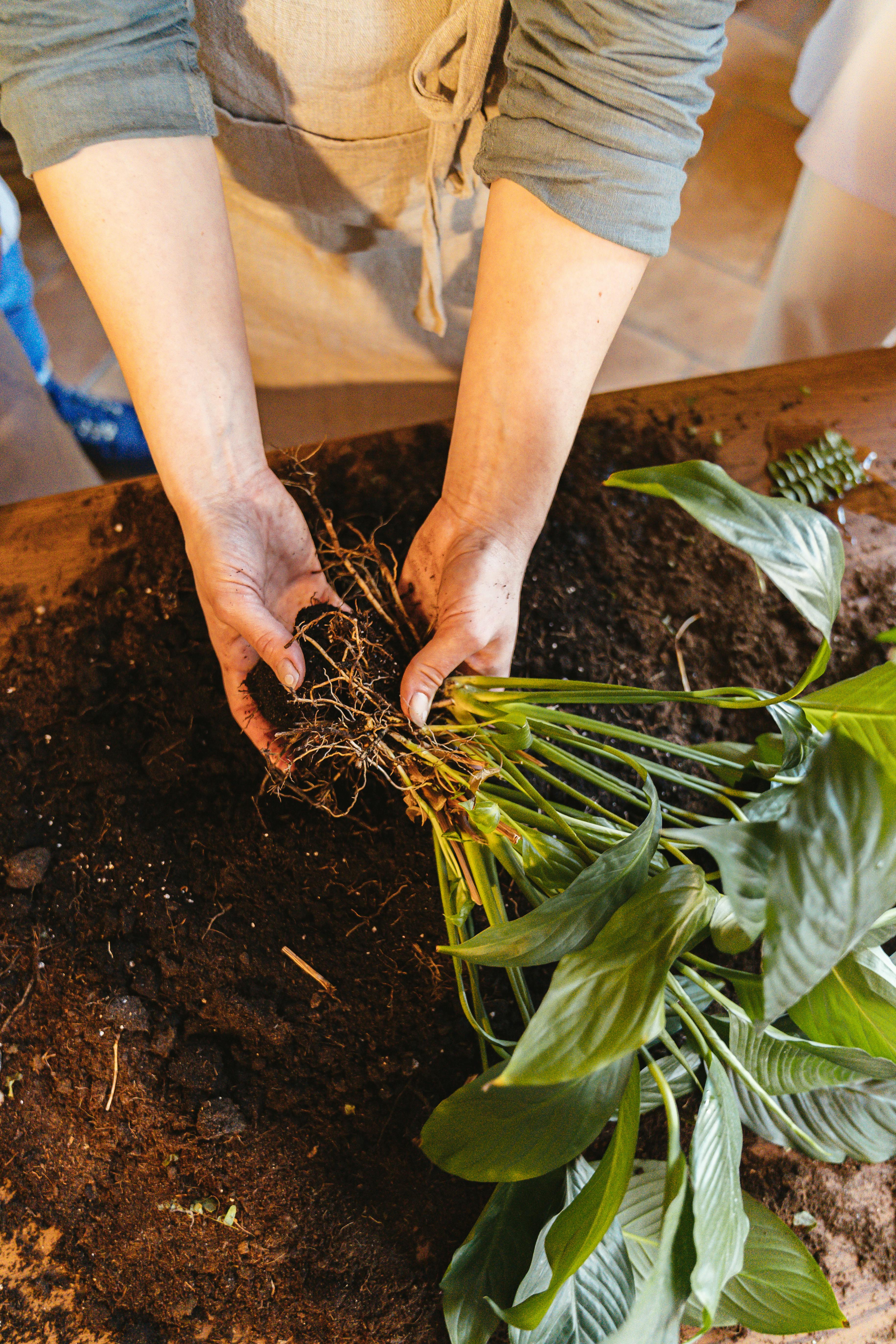 Close-up of hands planting a green houseplant in soil indoors.