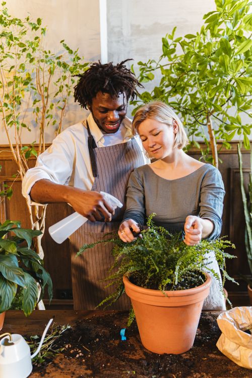 Free Interracial couple smiling while gardening indoors with a potted fern. Stock Photo