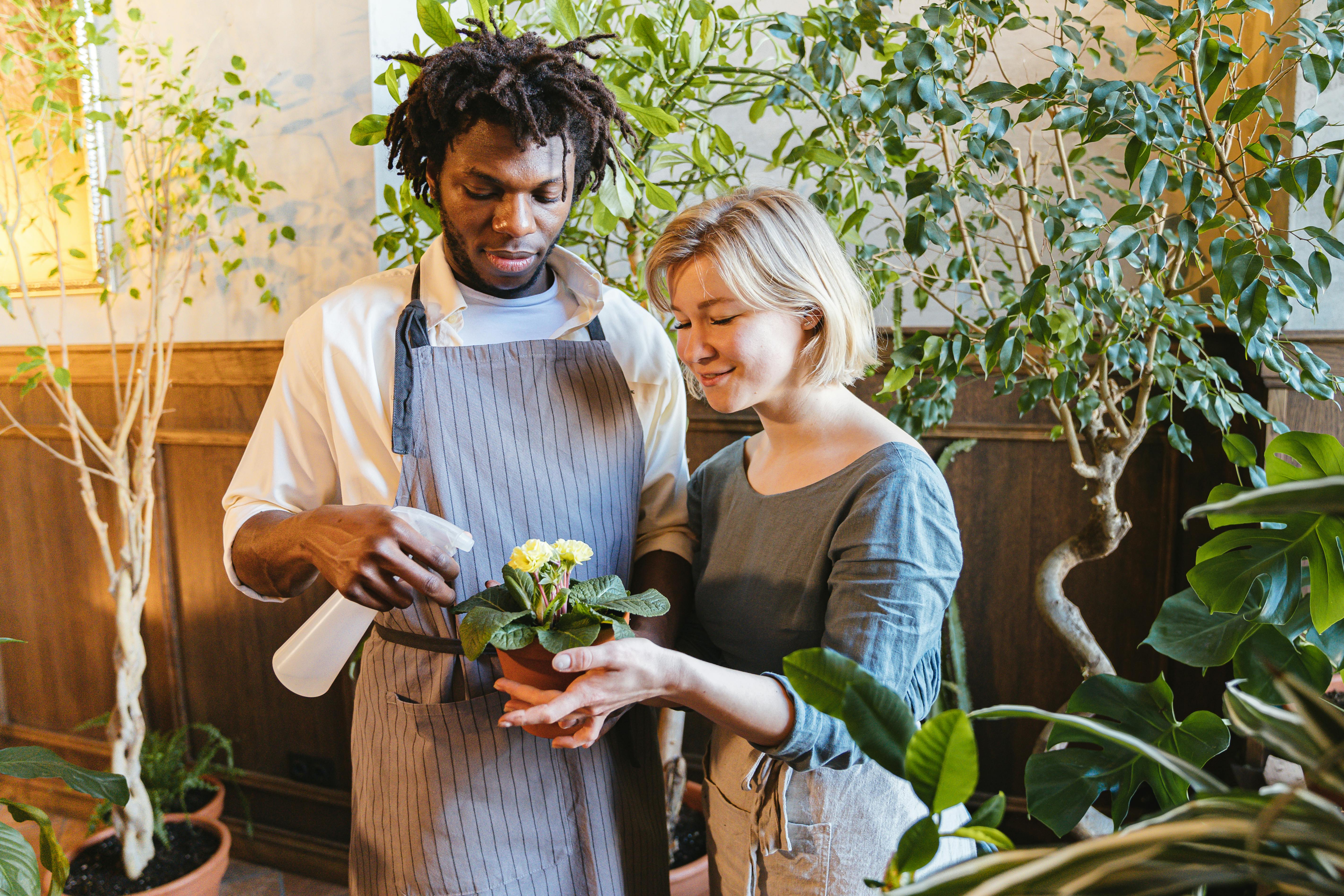 Ev içerisinde saksıdaki yeşil yapraklı bitkilerin bakımıyla ilgilenen bir kişi ve sağlıklı iç mekan bitkileri.