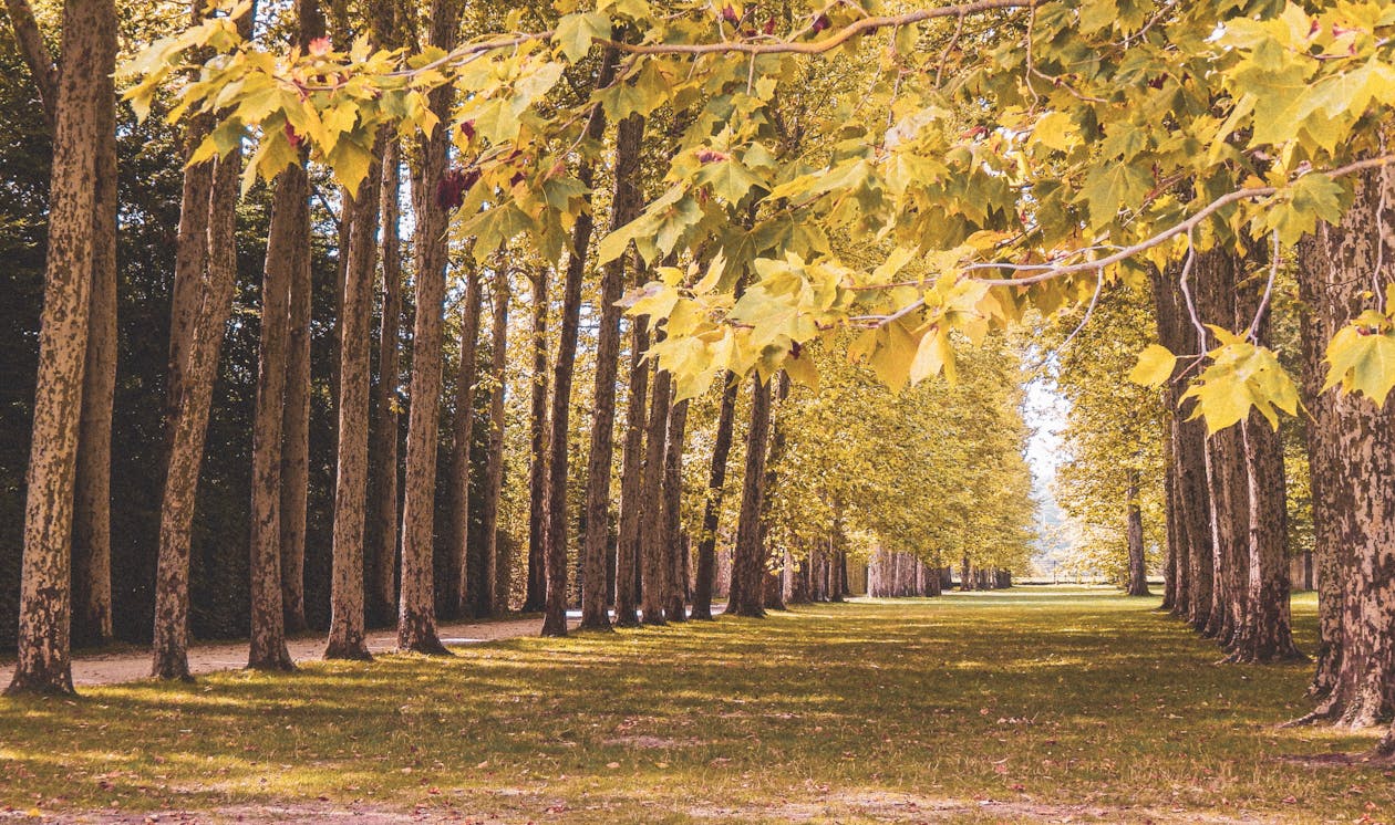 Бесплатное стоковое фото с ветви, деревья, живописный