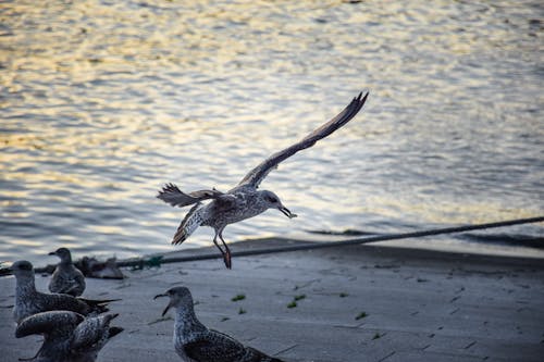 European Herring Gulls on a Shore