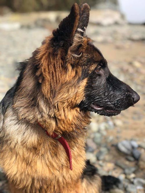 German Shepherd Dog on the Seashore