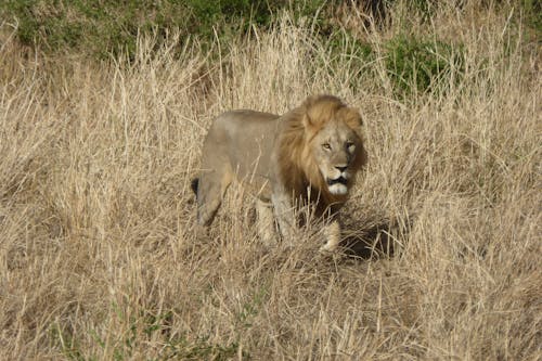 A Lion on Brown Grass Field