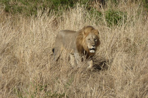 Fotos de stock gratuitas de campo, cazador, depredador