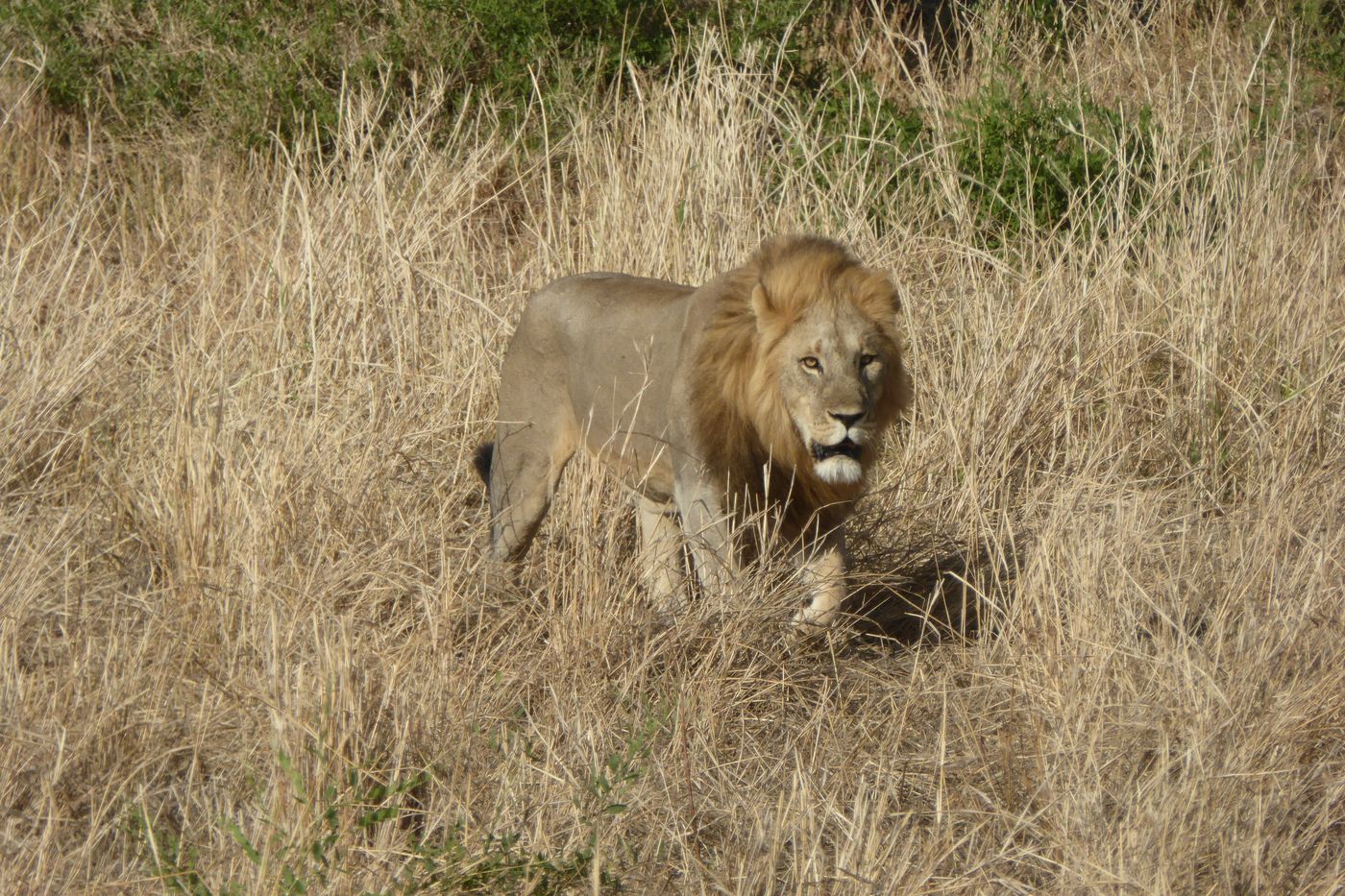 Male lion resting in golden grass on an African game drive
