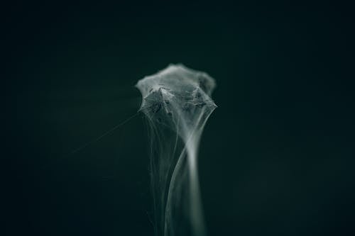 A Spider Web in Close-up Shot