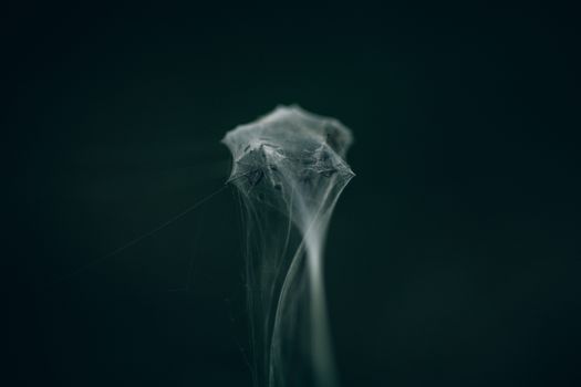 A detailed close-up of an intricate spider web in soft focus, showcasing its elegant texture and smooth lines.