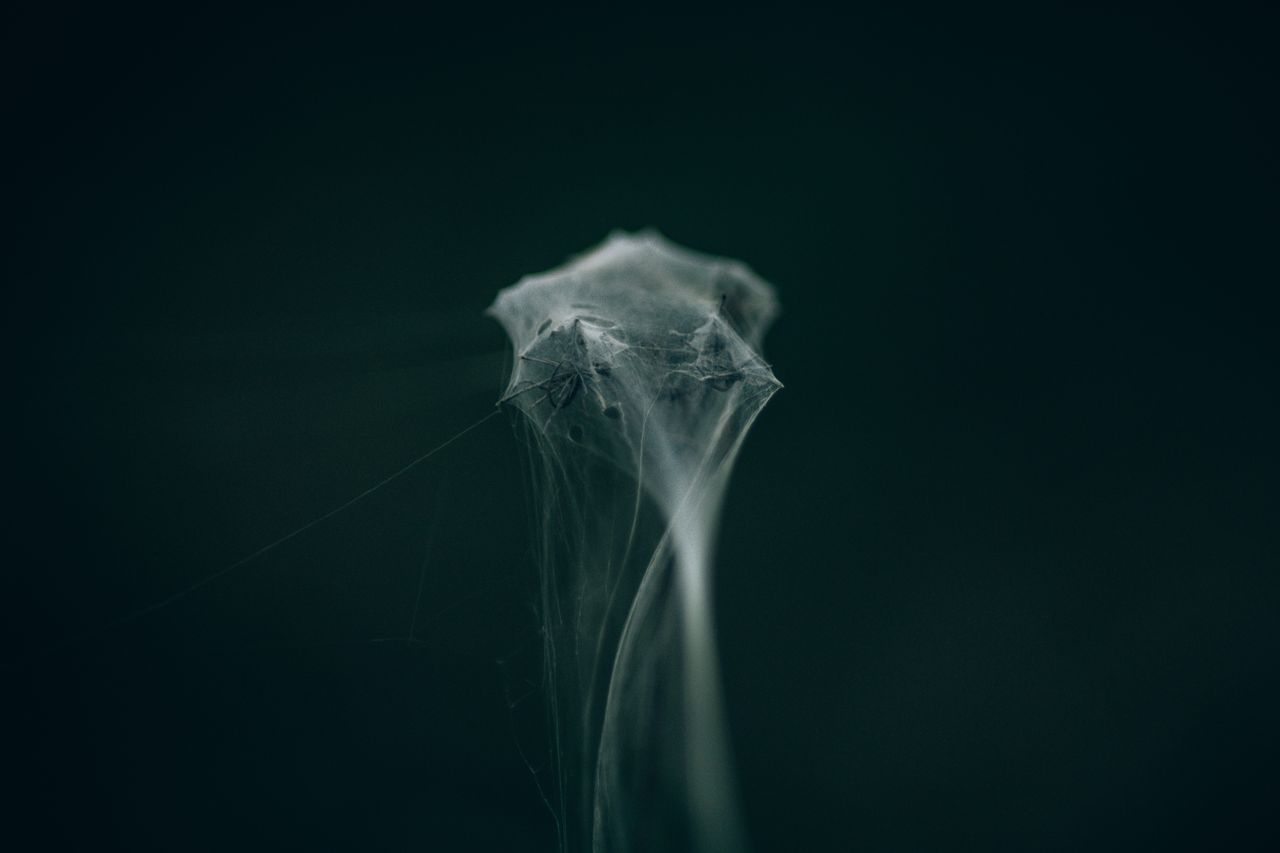 a detailed close up of an intricate spider web in soft focus showcasin