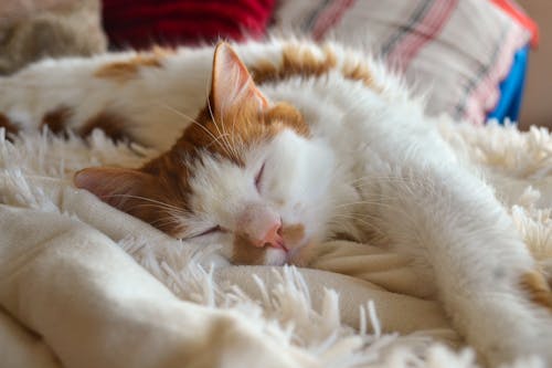 A Close-Up Shot of a Cat Sleeping