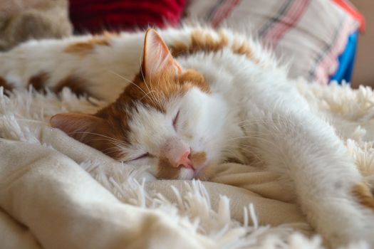 Ginger and white cat peacefully sleeping on a cozy, fluffy blanket indoors.