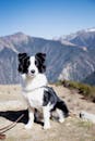 A Border Collie on a Leash
