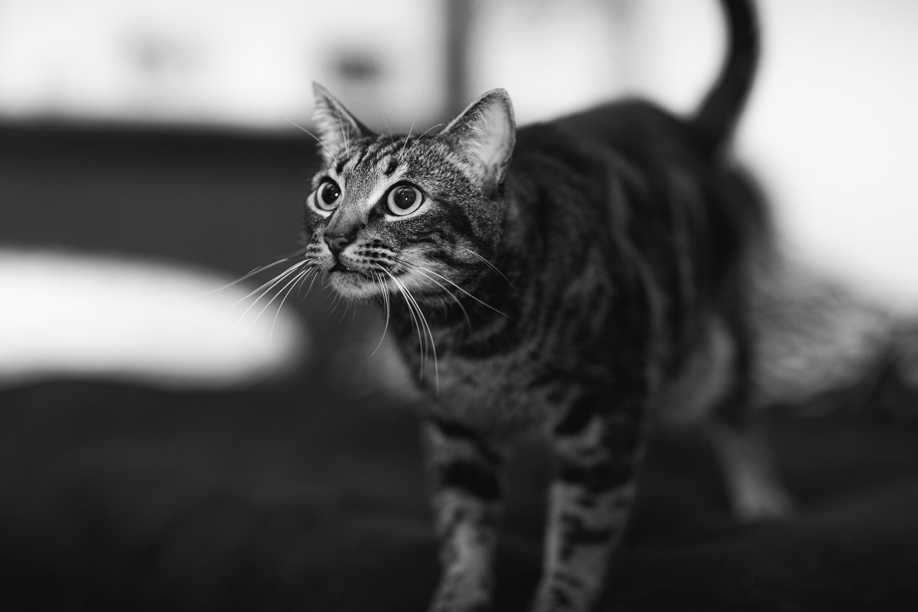 Veterinary care for a cat