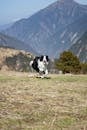 A Border Collie Running on a Field