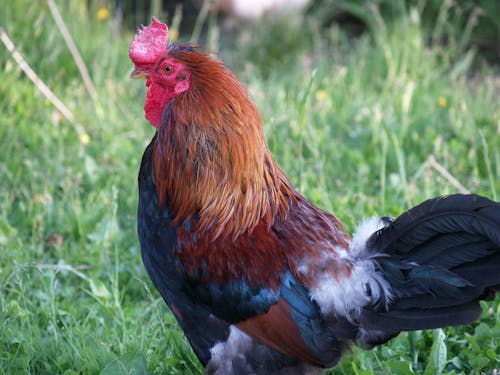 
A Close-Up Shot of a Rooster