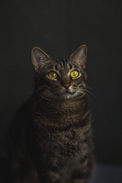 Free A stunning close-up shot of a tabby cat with piercing yellow eyes. Stock Photo