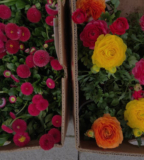 คลังภาพถ่ายฟรี ของ ranunculus, กล่อง, ช็อปปิ้ง