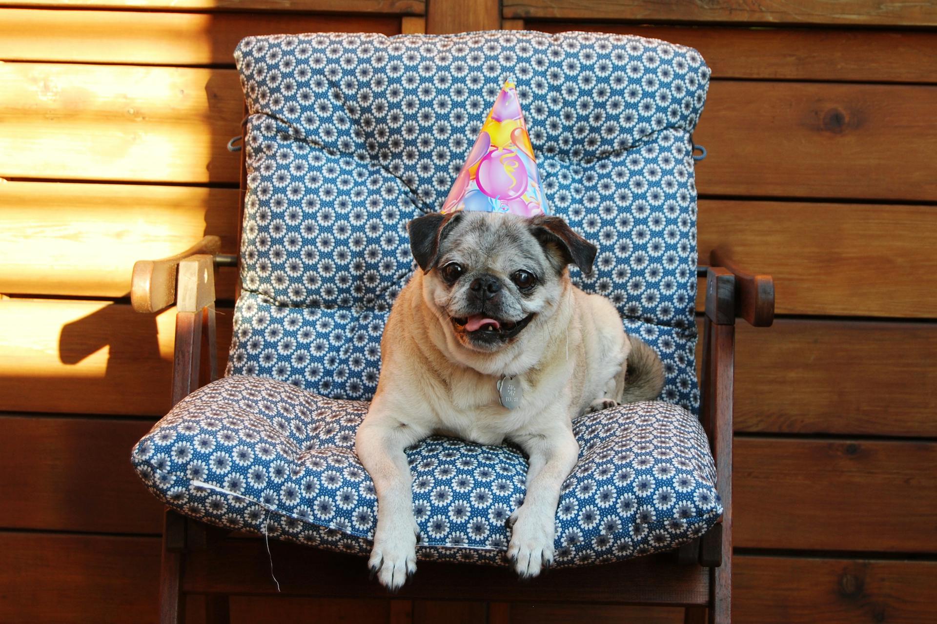 A Pug Wearing a Party Hat