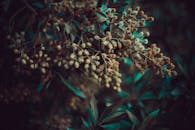 在郁郁葱葱的叶子中，黄色浆果的艺术特写置于自然的户外环境中