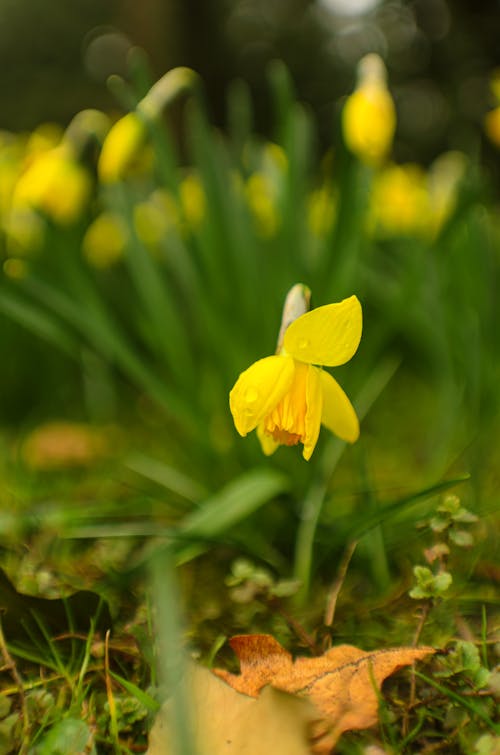 Close-Up Shot of a Yellow Flower in Bloom