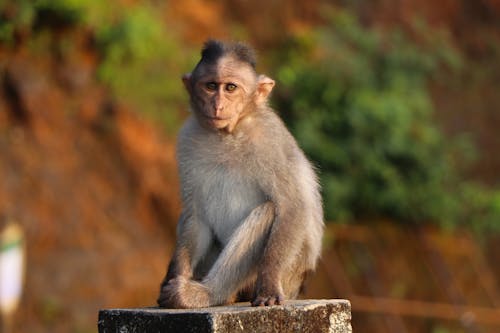 Free stock photo of monkey, monkey sitt