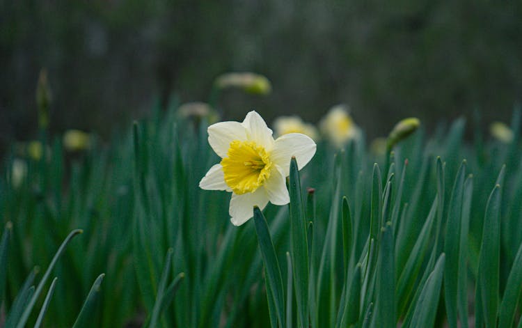 Close-Up Shot Of Wild Daffodil In Bloom