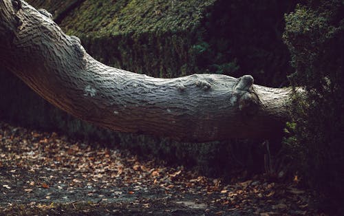 Fotobanka s bezplatnými fotkami na tému brečtan, dedinský, jeseň