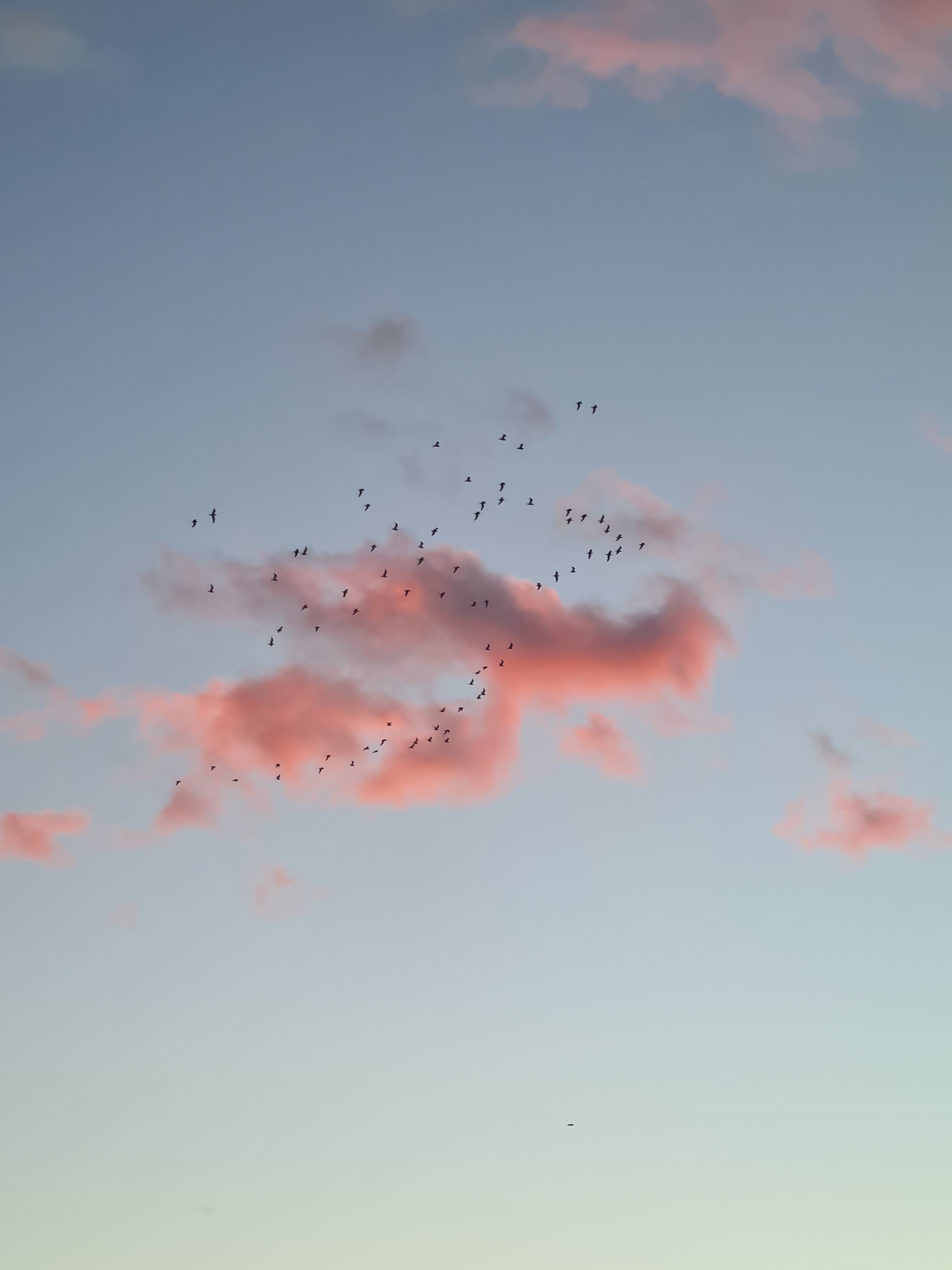 A serene flock of birds soaring beneath pink clouds at dusk against a clear sky.