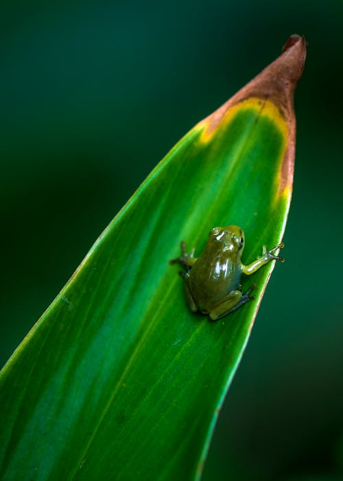 Close-Up Shot of a Green Frog on a Leaf