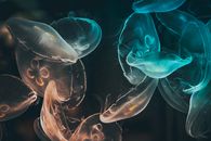 Blue Jellyfish in Water