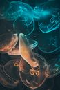 Blue and White Jellyfish in Water