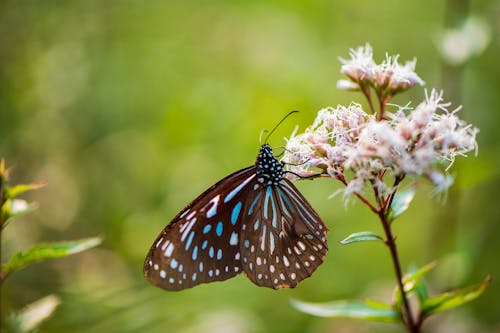 Foto profissional grátis de borboleta, empoleirado, fechar-se