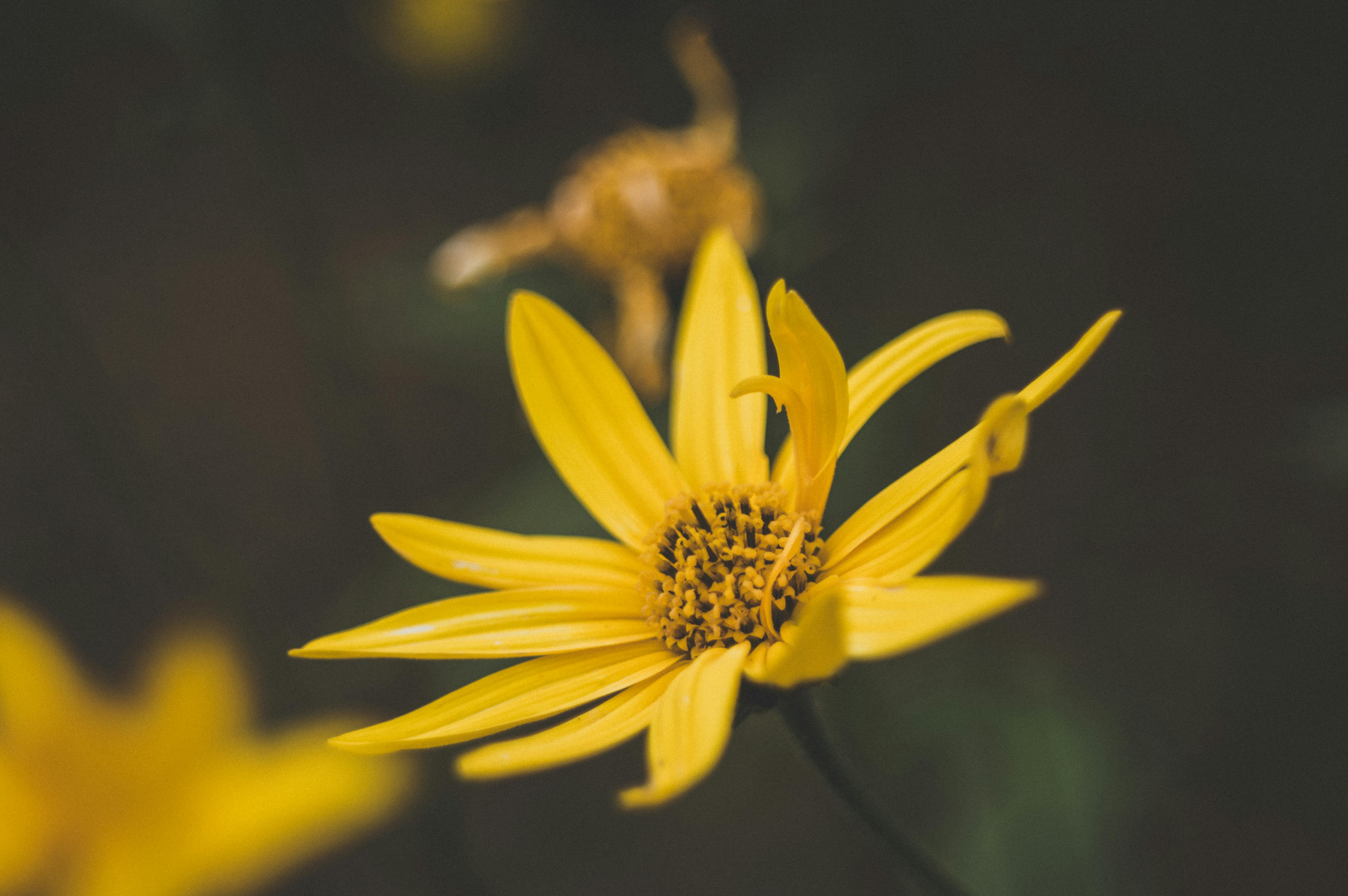 Yellow Diasy Flower · Free Stock Photo