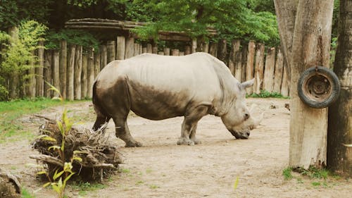 動物, 動物園, 動物攝影 的 免費圖庫相片