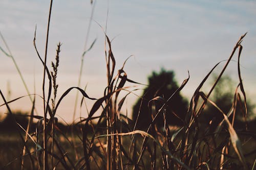 Fotobanka s bezplatnými fotkami na tému modrá obloha, rastlina, rastliny