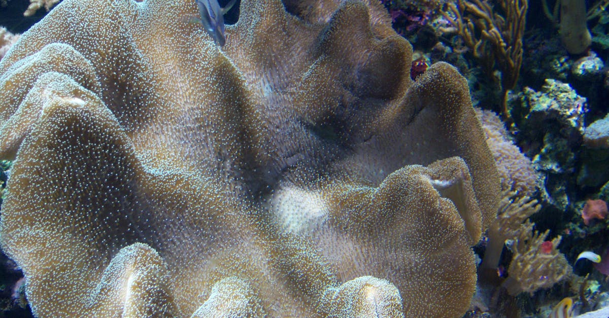 Free stock photo of aquarium, coral