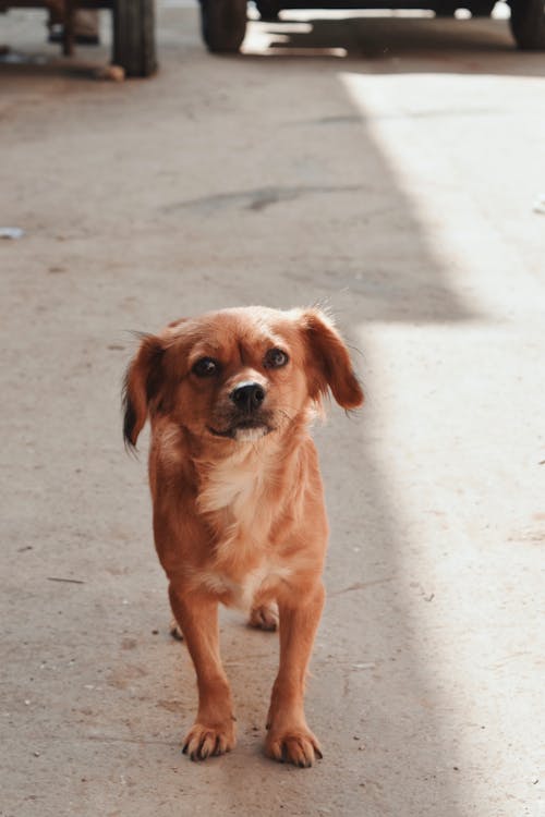 Δωρεάν στοκ φωτογραφιών με μικρός, περιπλανώμενος, σκύλος